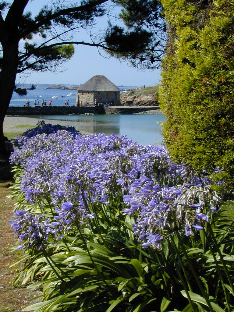 bréhat les fleurs sur l'île de Bréhat